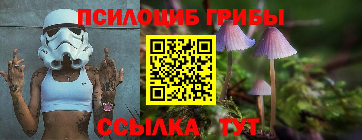 где продают наркотики  Вход с VPN  Волгоград  Псилоцибиновые грибы Psilocybine cubensis 